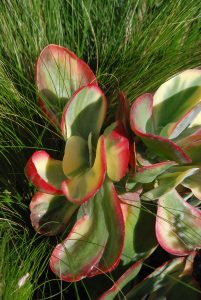 The succulent cow’ tongue/Kalanchoe thyrsiflora ‘Fantastic’ and Mexican feather grass