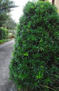 Trim the hedge so it is wider at the base