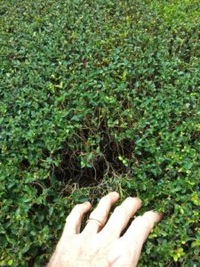 Shearing creates a dense unhealthy light blocking layer of foliage