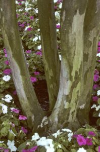 The white blooming Natchez crape myrtle with exfoliating trunk