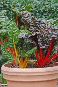 Bright Lights Swiss chard adds pizazz to the garden