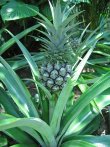 Harvest pineapples when fragrant and turning golden in color