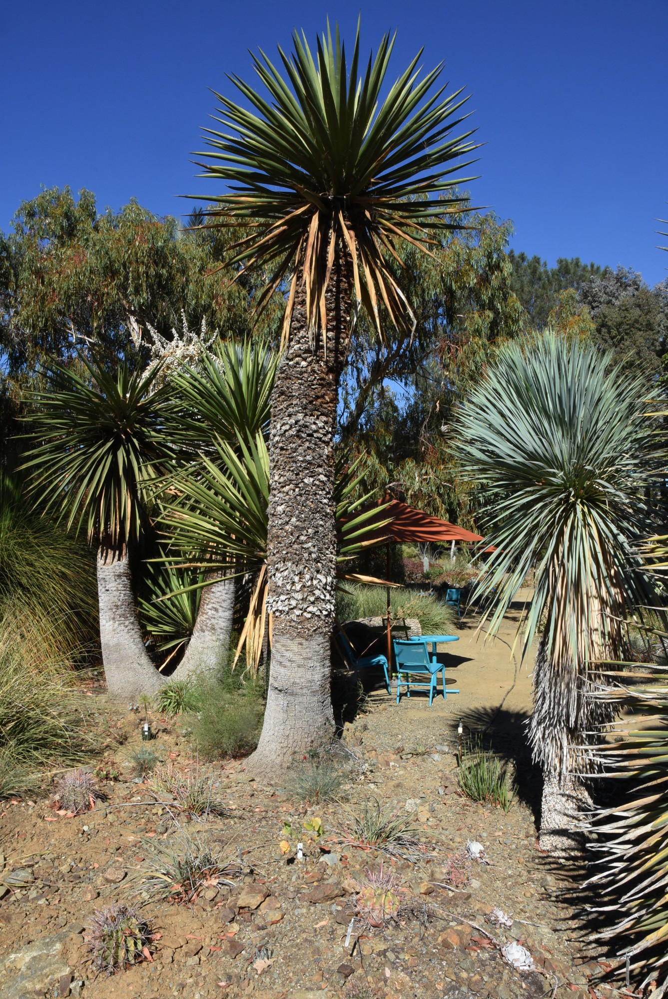The Ruth Bancroft Garden Has Numerous Gardens With Vignettes