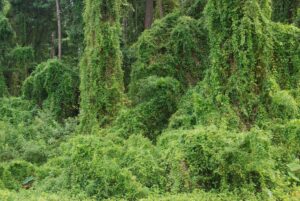 Skunk vine is a serious invasive exotic plant.